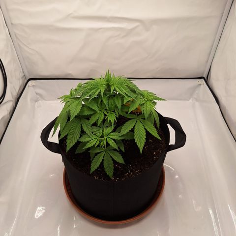 Henrietta growlog timeline photo