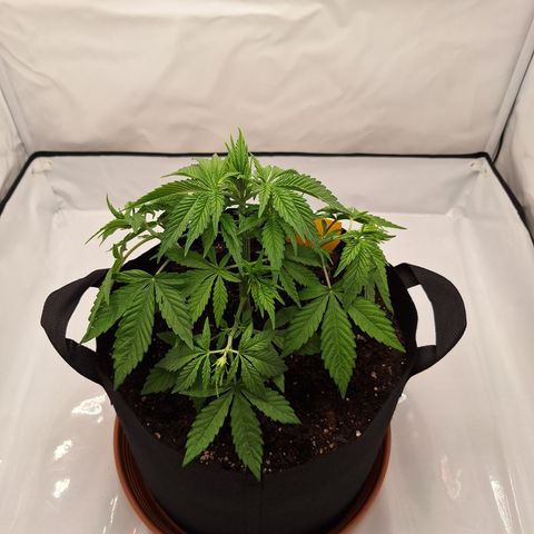 Henrietta growlog timeline photo