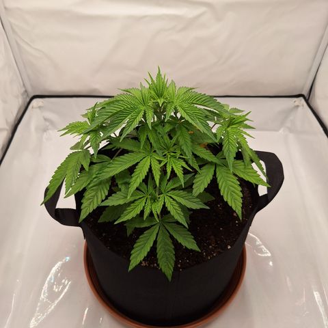 Henrietta growlog timeline photo