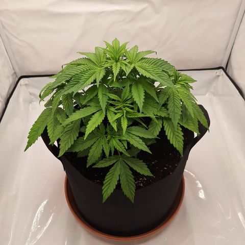 Henrietta growlog timeline photo