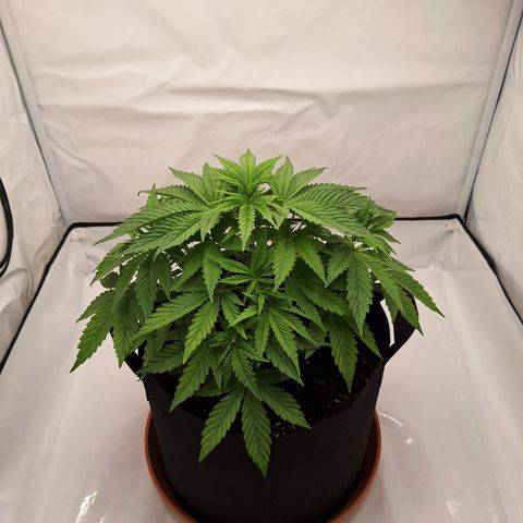 Henrietta growlog timeline photo