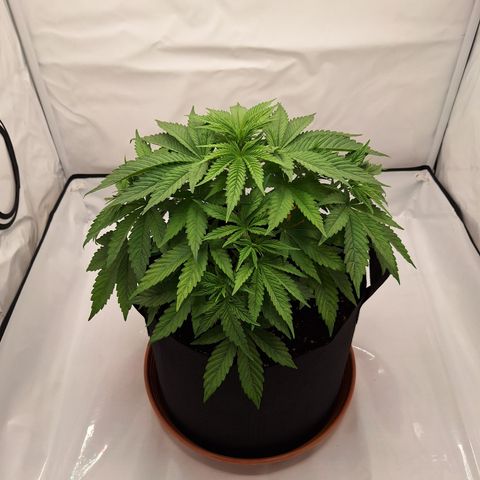 Henrietta growlog timeline photo