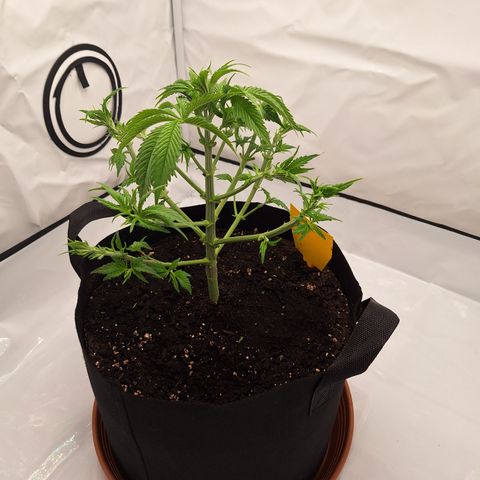 Henrietta growlog timeline photo
