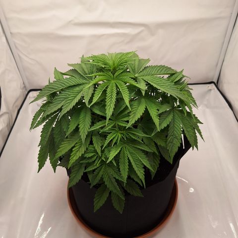 Henrietta growlog timeline photo