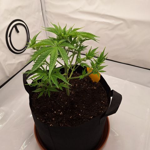 Henrietta growlog timeline photo