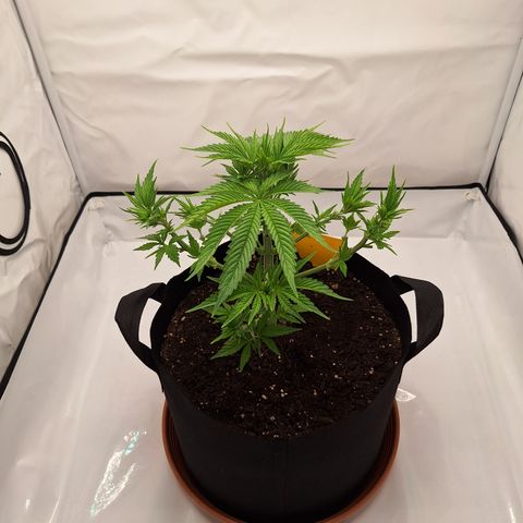 Henrietta growlog timeline photo