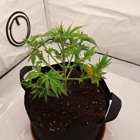 Henrietta growlog timeline photo