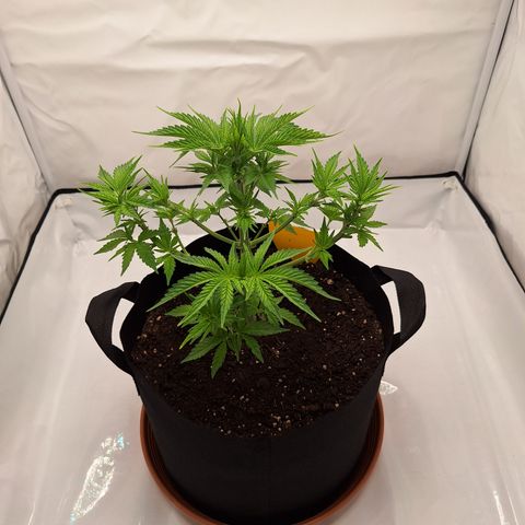 Henrietta growlog timeline photo