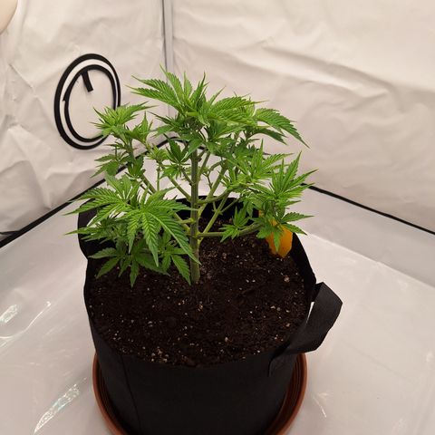 Henrietta growlog timeline photo