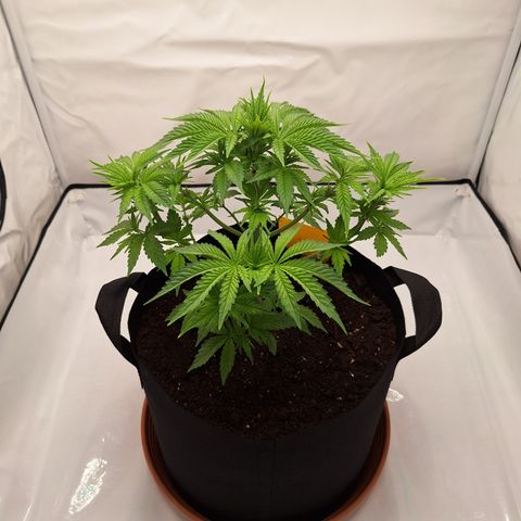 Henrietta growlog timeline photo
