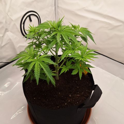 Henrietta growlog timeline photo