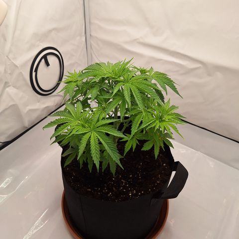 Henrietta growlog timeline photo