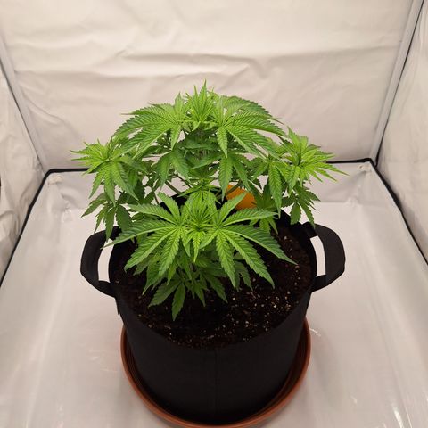 Henrietta growlog timeline photo