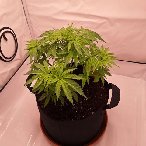 Henrietta growlog timeline photo
