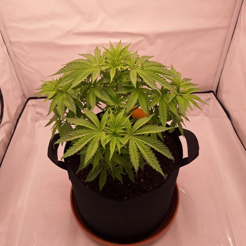Henrietta growlog timeline photo