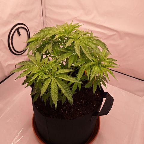 Henrietta growlog timeline photo