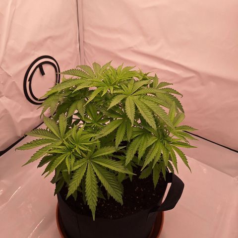 Henrietta growlog timeline photo