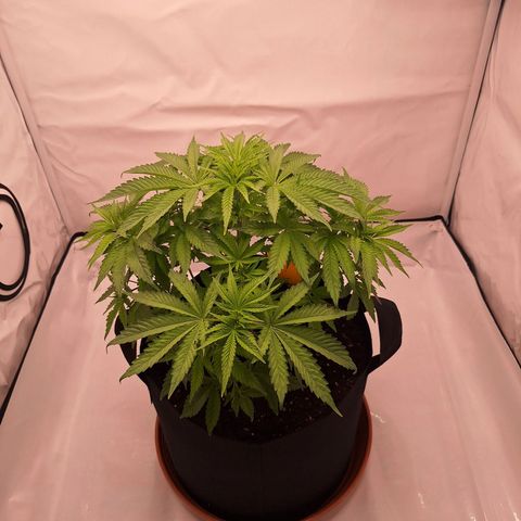 Henrietta growlog timeline photo
