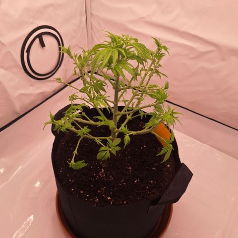 Henrietta growlog timeline photo