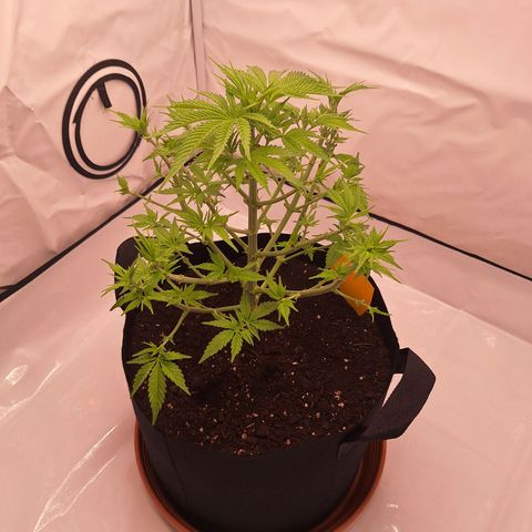 Henrietta growlog timeline photo