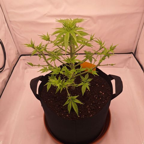 Henrietta growlog timeline photo