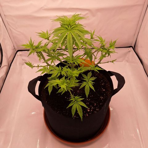 Henrietta growlog timeline photo