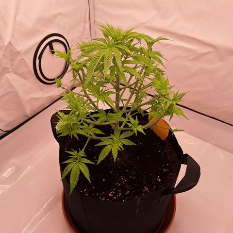 Henrietta growlog timeline photo