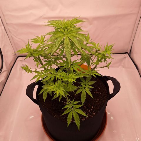 Henrietta growlog timeline photo