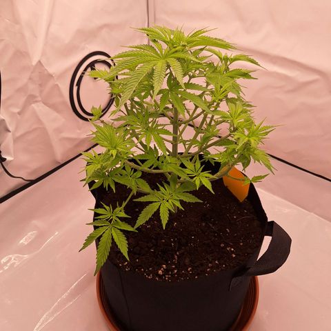 Henrietta growlog timeline photo