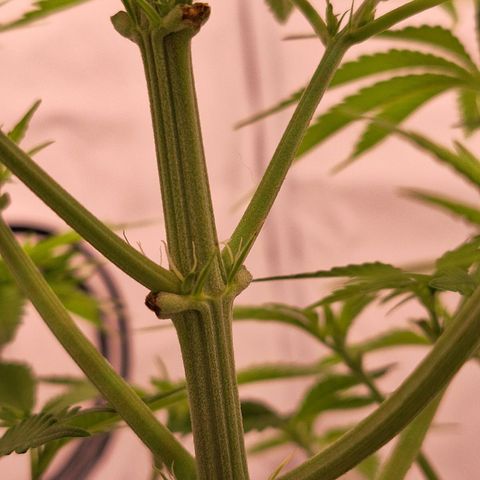 Henrietta growlog photo: Erste Anzeichen der Blüte 
