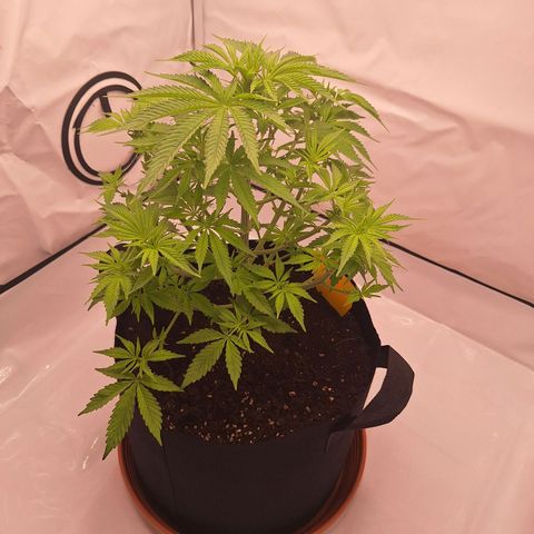 Henrietta growlog timeline photo