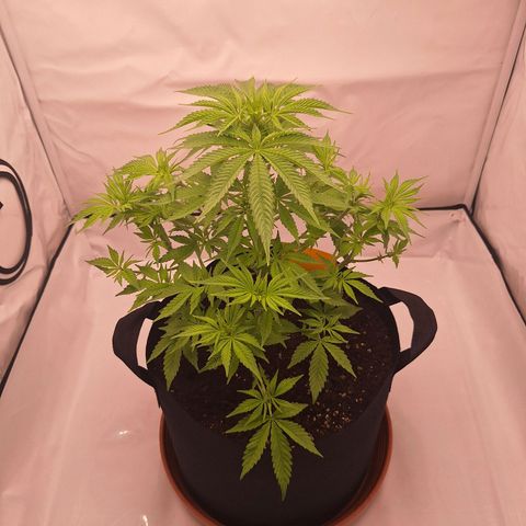 Henrietta growlog timeline photo