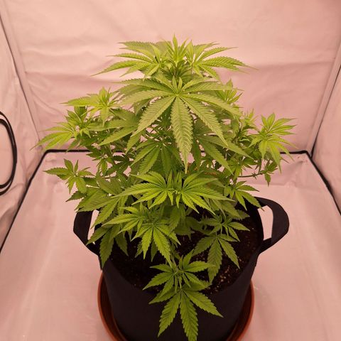 Henrietta growlog timeline photo