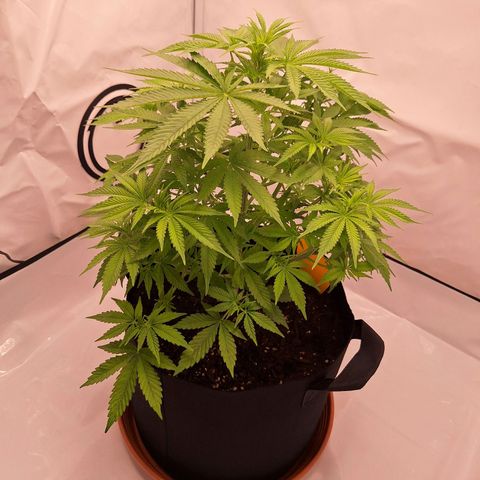 Henrietta growlog timeline photo
