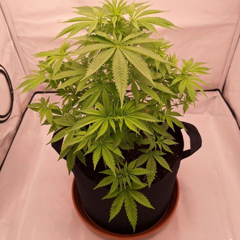 Henrietta growlog timeline photo