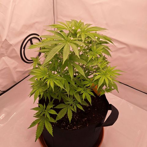 Henrietta growlog timeline photo