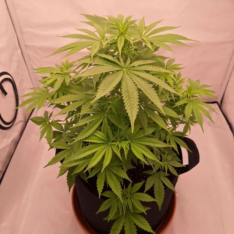 Henrietta growlog timeline photo