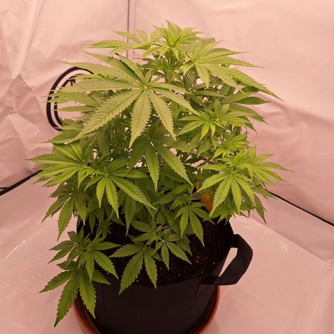 Henrietta growlog timeline photo