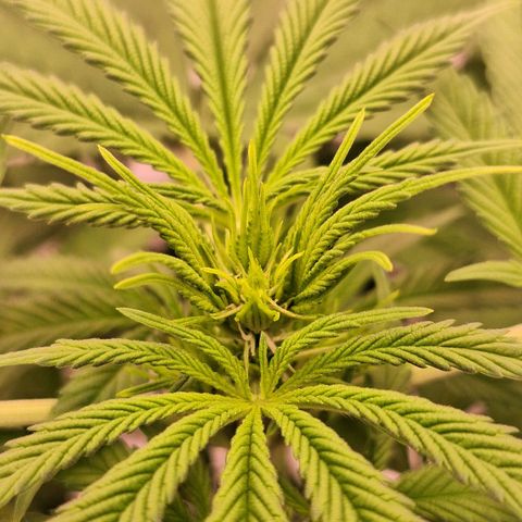 Henrietta growlog timeline photo