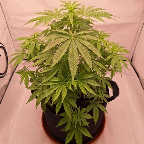 Henrietta growlog timeline photo