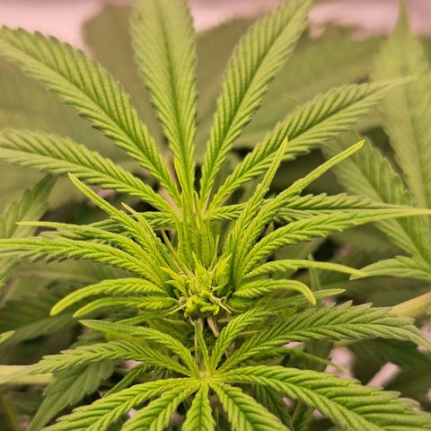 Henrietta growlog timeline photo