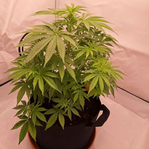 Henrietta growlog timeline photo