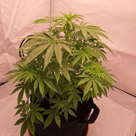 Henrietta growlog timeline photo