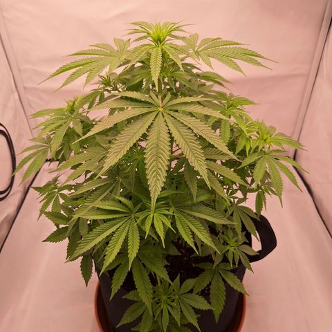 Henrietta growlog timeline photo