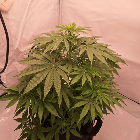 Henrietta growlog timeline photo