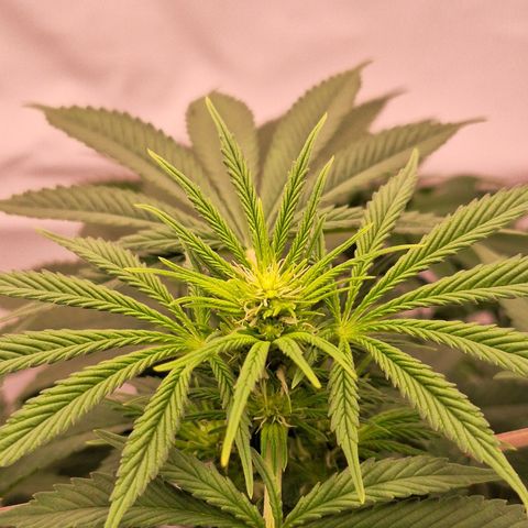 Henrietta growlog timeline photo