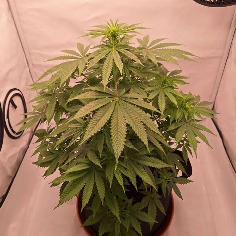 Henrietta growlog timeline photo
