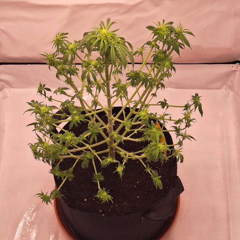 Henrietta growlog timeline photo