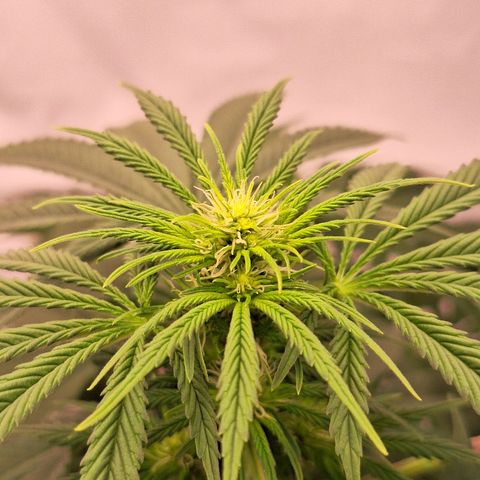Henrietta growlog timeline photo