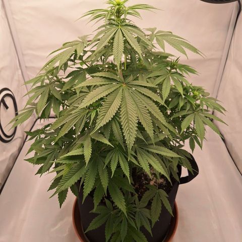 Henrietta growlog timeline photo